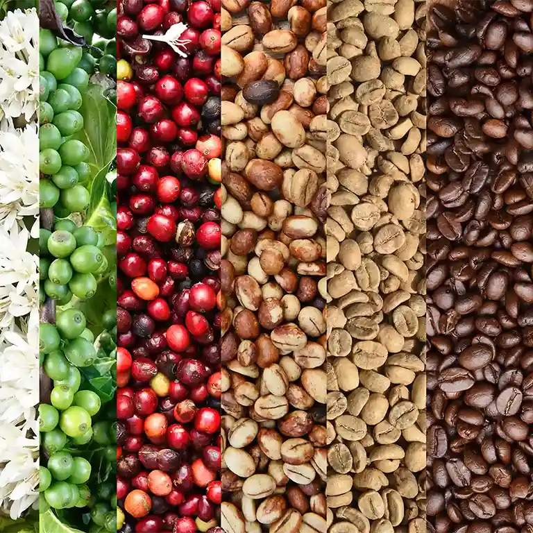 ナナンのスペシャルティコーヒー