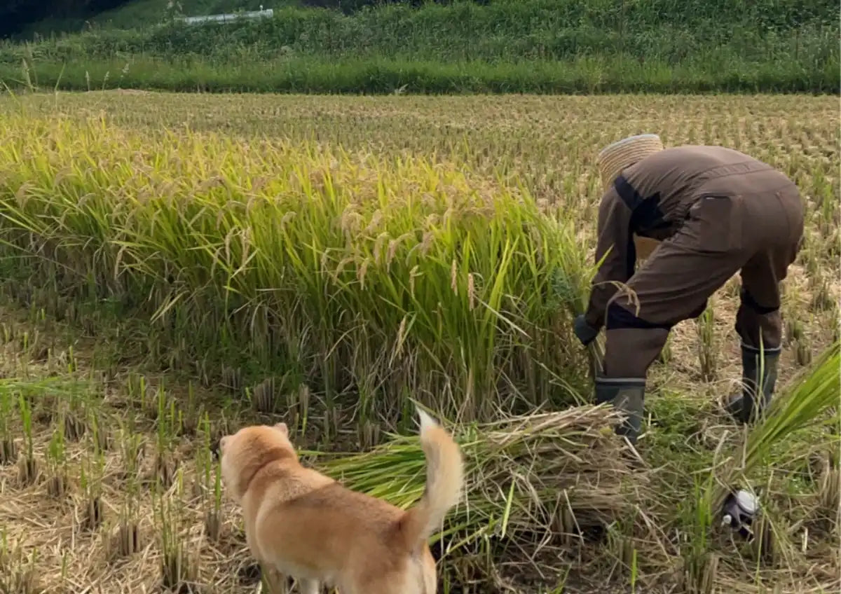 ギフトに添えた「稲穂」の秘密｜父が育てる、農薬不使用・天日干しの想い